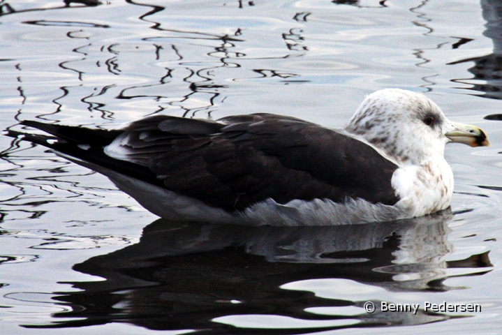 Svartbag 1.jpg - Svartbag (Larus marinus)